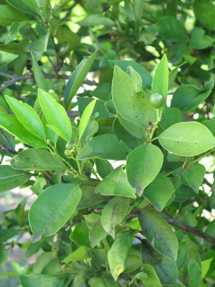                         Shade   leaves (Winter Haven, FL)       